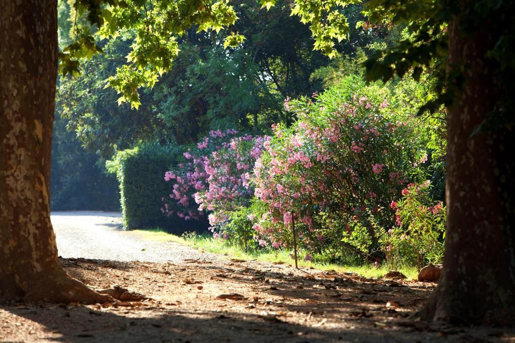 Chateau De Saint Martin Taradeau Bagian luar foto
